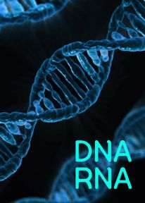 DNA RNA (염색체, 유전자 방추사)